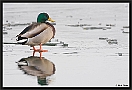 Wilde Eend, Mallard, Anas platyrhynchos Location: Aadorp, the Netherlands wilde eend MG 5279 kopie